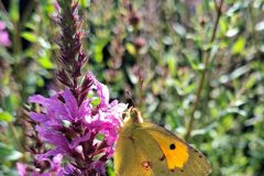 Gidi-van-Osch-Oranje-Luzernevlinder