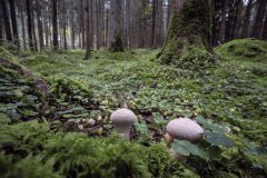 Hans-van-de-Griendt-04