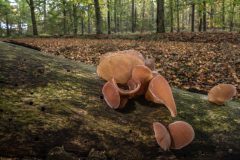 Hans-van-de-Griendt-05