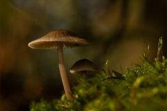 Monique-Achterberg-Grote-bloedsteelmycena_Nr1_1089603_NiB_Nov_2025-