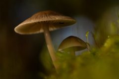 Monique-Achterberg-Grote-bloedsteelmycena_Nr2_1089606_NiB_Nov_2025