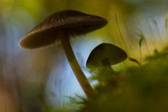 Monique-Achterberg-Grote-bloedsteelmycena_Nr3_1089614_NiB_Nov_2025