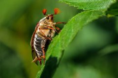 Monique-Achterberg-Meikever_Nr5_1075675_NiB_Nov_2025