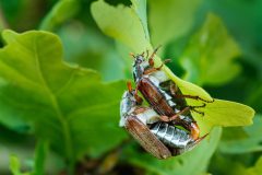 Monique-Achterberg-Meikevers_Nr4_1076556_NiB_Nov_2025