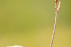 Rob-van-Eerd-02-_MG_0534