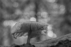 Willy-van-Lanen-1-stinkparasolzwam