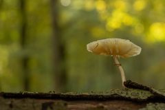 Willy-van-Lanen-2-stinkparasolzwam