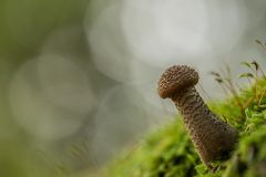 Willy-van-Lanen-3-sombere-honingzwam