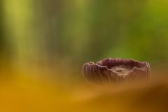 Willy-van-Lanen-4-Amethistzwam