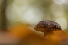 Willy-van-Lanen-5-Eekhoorntjesbrood