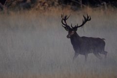 Gerry-van-Meurs-1-Edelhert-DSC09459