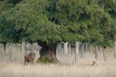 Gerry-van-Meurs-2-Edelhert-onder-boom-GVM01265