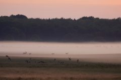 Gerry-van-Meurs-3-Mist-op-veldDSC09509