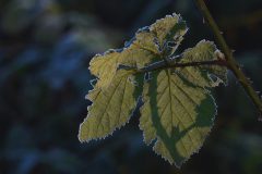 Gerry-van-Meurs-winterblad-04402