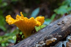 Gidi-van-Osch-Hanenkam1