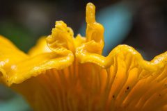 Gidi-van-Osch-Hanenkam2