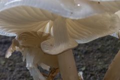 Gidi-van-Osch-Porseleinzwam1