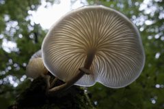 Gidi-van-Osch-Porseleinzwam2