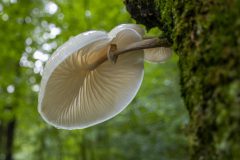 Gidi-van-Osch-Porseleinzwam3