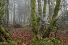 Hans-van-de-Griendt-01-N622507