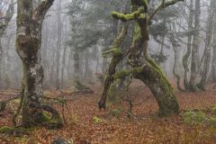 Hans-van-de-Griendt-02-N622508