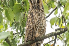 Henk-Valk-Ransuil-0003