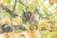 Henk-Valk-Ransuil-2-0011