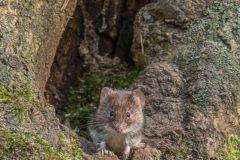 Henk-Valk-Rosse-woelmuis-0346