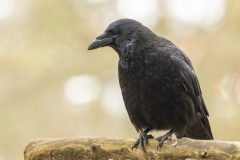 Henk-Valk-Zwarte-kraai-0026