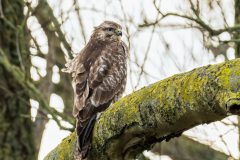 Henk-Valk-buizerd-0146-bewerkt