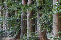 Leo-van-de-Veerdonk-Bomenlaan