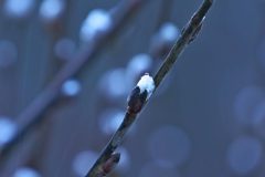 Leo-van-de-Veerdonk-In-de-knop