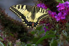 Leo-van-de-Veerdonk-Koninginnepage