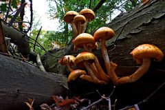 Leo-van-de-Veerdonk-Prachtzwam