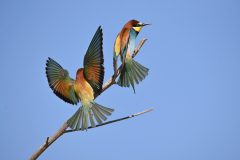 Mart-Schel-bijeneters