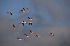 Mart-Schel-flamigo-2