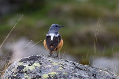 Mart-Schel-rode-rotslijster