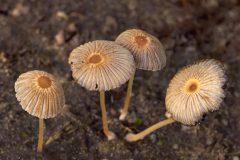 Monique-Achterberg-01-Plooirokjeszwam-1089574-NiB-Dec-2025