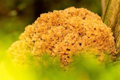 Monique-Achterberg-02-Sponszwam-1090388-402-NiB-Dec-2025