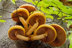 Monique-Achterberg-03-Bundelzwam-1090875-NiB-Dec-2025