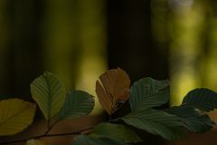 Willy-van-Lanen-1-herfstkleur