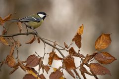 Willy-van-Lanen-2-koolmees