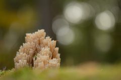 Willy-van-Lanen-3-kroontjesknotszwam