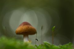 Willy-van-Lanen-4-paddestoel