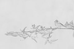 Willy-van-Lanen-5-pimpelmees