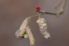 Gerry-van-Meurs-Hazelaar-knop-04732