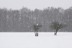 Gerry-van-Meurs-Heinis-sneeuw-Gerry-van-Meurs04308