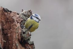 Gerry-van-Meurs-Pimpelmees-04931