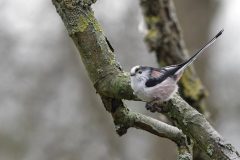 Gerry-van-Meurs-Staartmees-04834