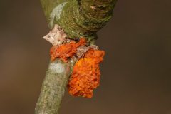 Gerry-van-Meurs-Trilzwam-04724